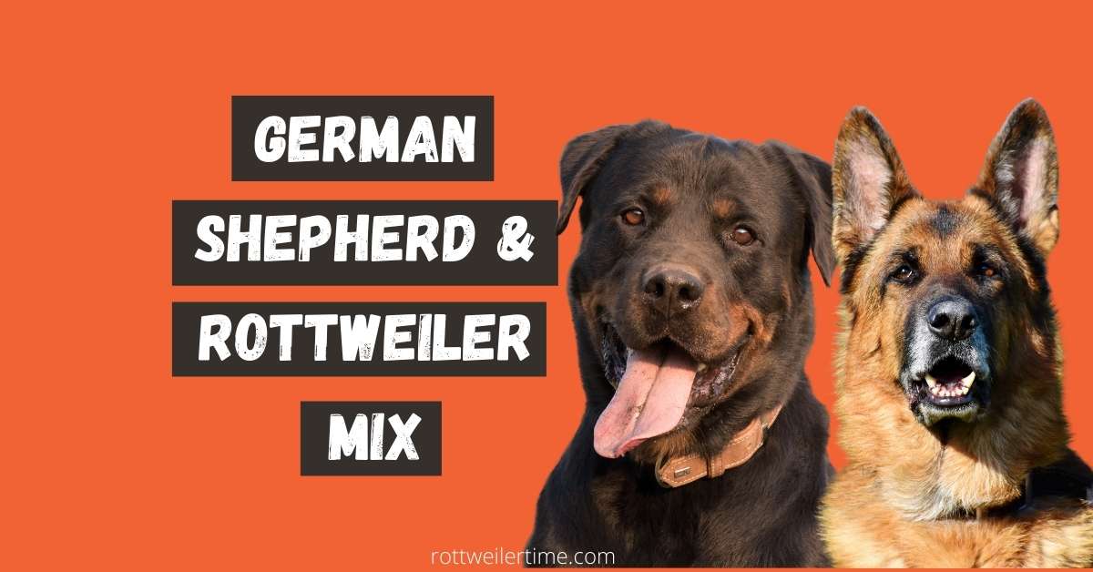 German Shepherd Mix Overview, History & Facts