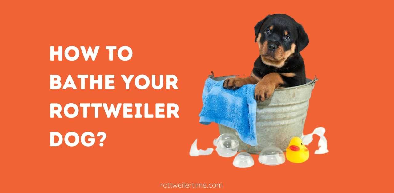 how to get a rottweiler coat shiny