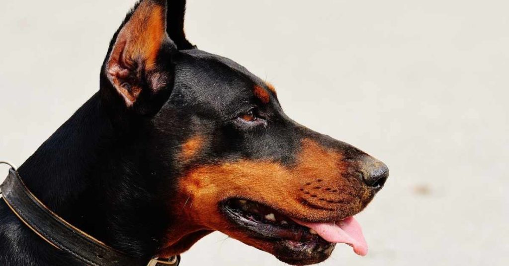 Doberman Mixed With Rottweiler (1)