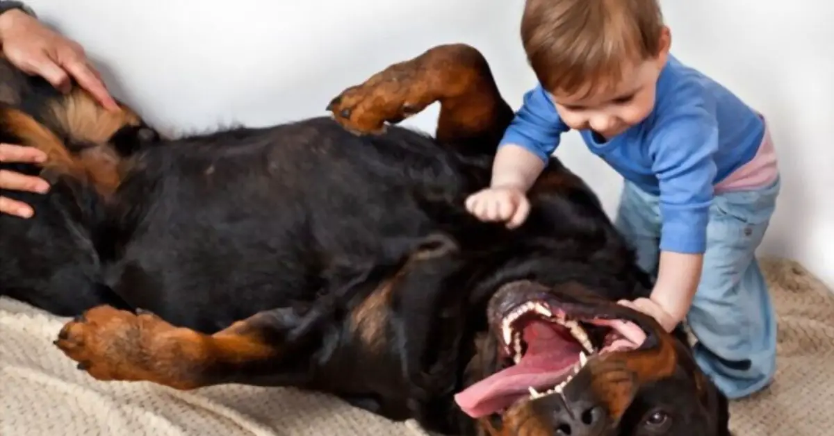Rottweilers Good with Kids (1)