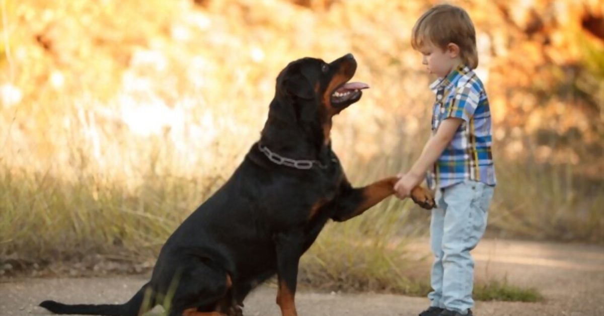 Rottweilers Good with Kids
