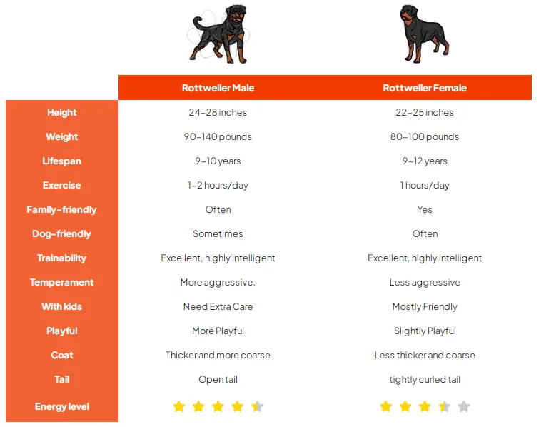 Physical Characteristics of Male vs Female Rottweilers