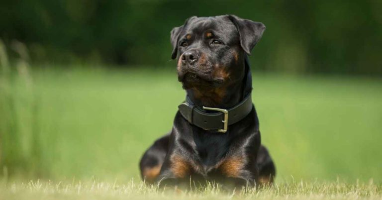 10 Reasons To Own A Rottweiler (1)