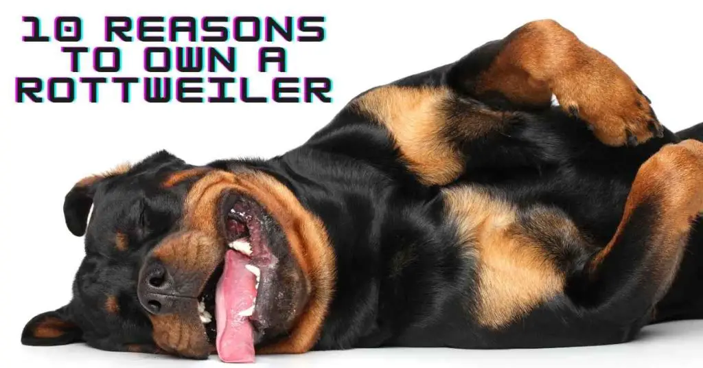 10 Reasons To Own A Rottweiler