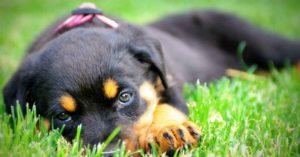 Adopt A Rottweiler Puppy (1)