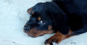 Adopt A Rottweiler Puppy (2)