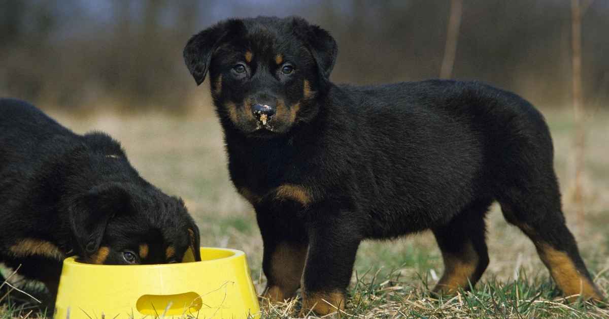 Common Mistakes People Make About Rottweiler Diet