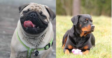 35 Rottweiler Mix Breeds That Might Surprise You