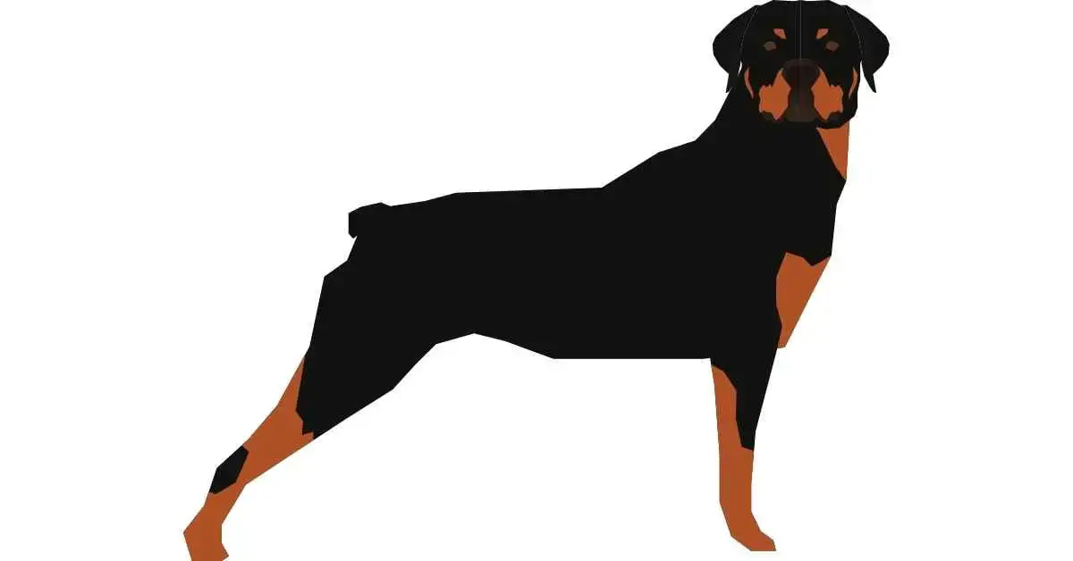 can rottweilers have their tails docked
