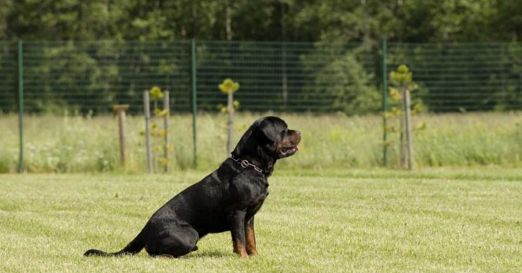 Teaching a Rottweiler How to Sit on Command