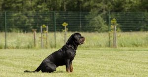 Teaching a Rottweiler How to Sit on Command