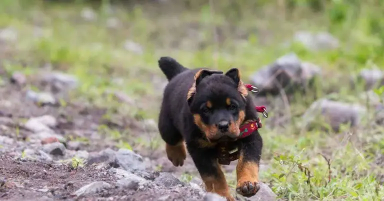 male rottweiler names