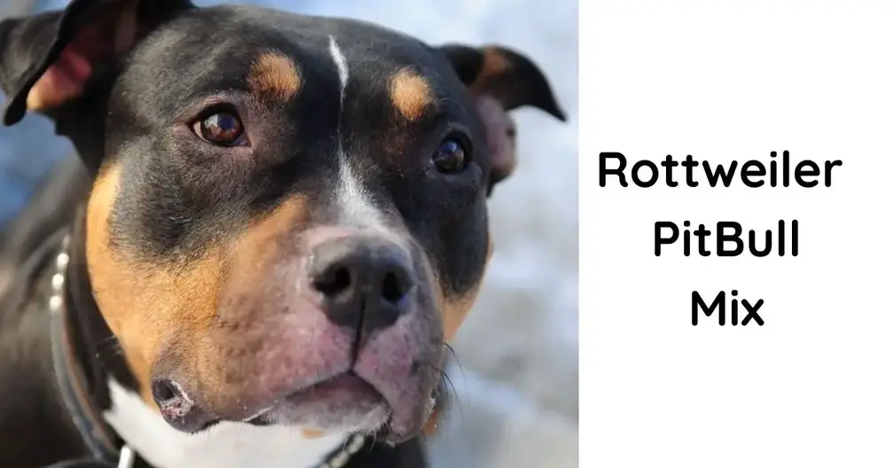 are rottweilers smarter than pitbulls
