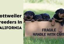 rottweiler breeders in california
