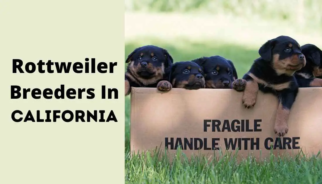 rottweiler breeders in california