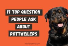 17 Top Question People Ask About Rottweilers