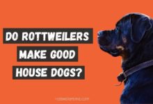 Do Rottweilers Make Good House Dogs