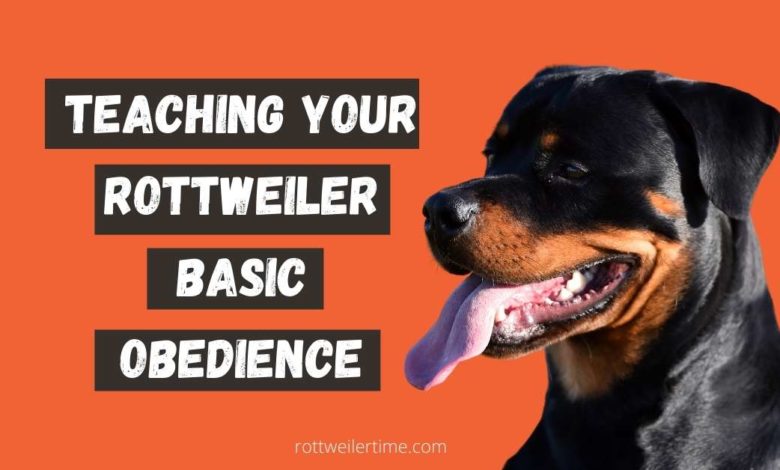 Rottweiler Basic Obedience