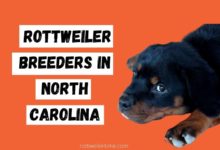 Rottweiler Breeders In North Carolina