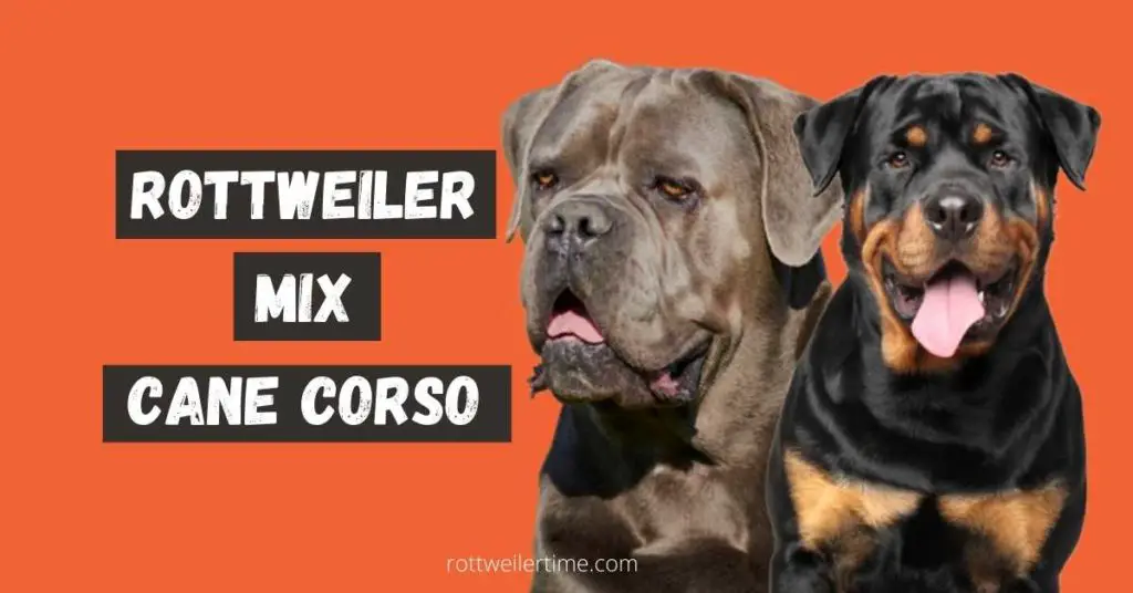 Rottweiler Mix Cane Corso