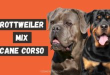 Rottweiler Mix Cane Corso