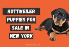 Rottweiler Puppies For Sale In New York
