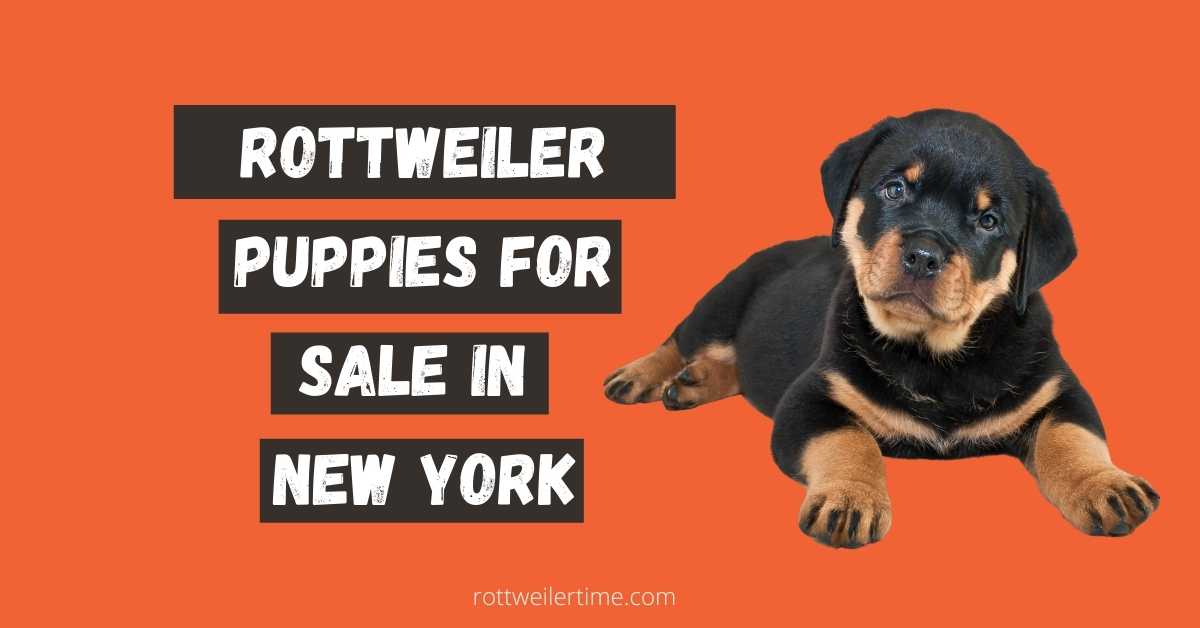 Rottweiler Puppies For Sale In New York