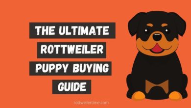Rottweiler Puppy Buying Guide