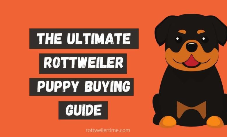 Rottweiler Puppy Buying Guide