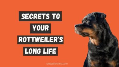 Secrets to Your Rottweiler's Long Life