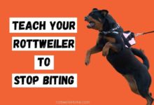 Teach Your Rottweiler to Stop Biting