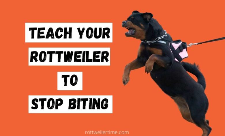 Teach Your Rottweiler to Stop Biting
