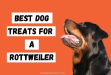 Best Dog Treats for a Rottweiler