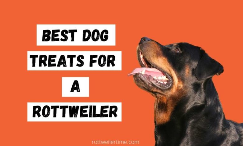 Best Dog Treats for a Rottweiler