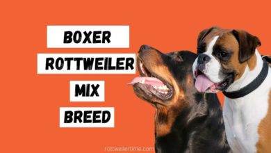 Boxer Rottweiler Mix breed