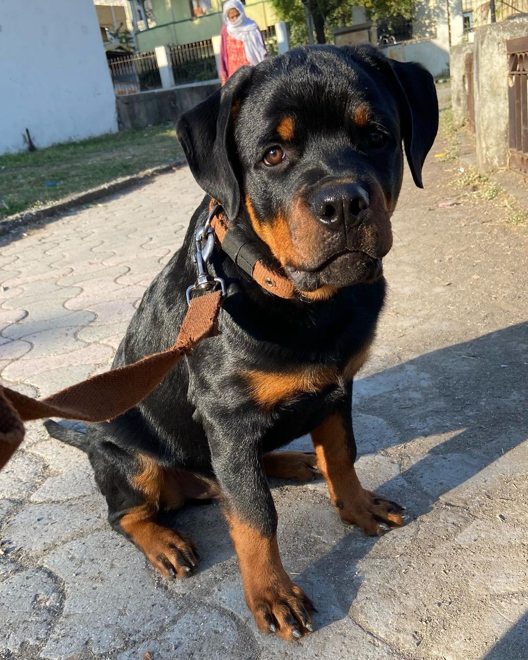 What Do a 4 Months Old Rottweiler Look Like