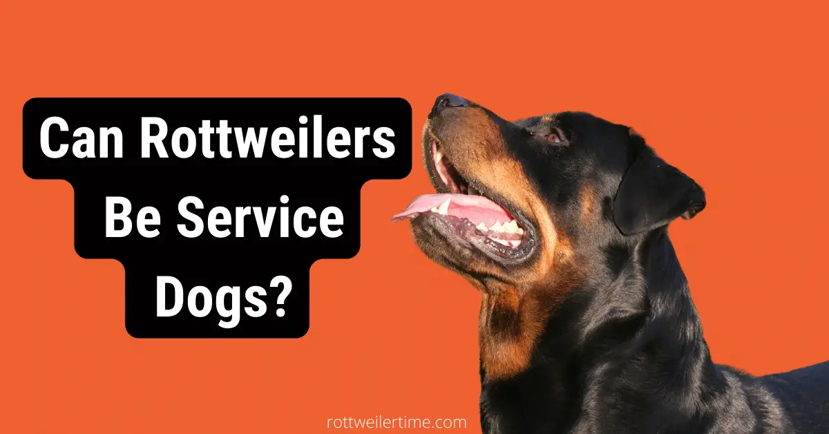 Can Rottweilers Be Service Dogs?