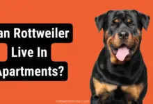 Can Rottweiler Live In Apartments?