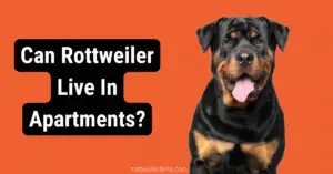 Can Rottweilers Live In Apartments