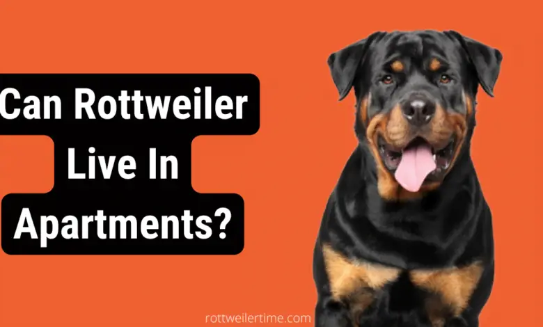 Can Rottweiler Live In Apartments?