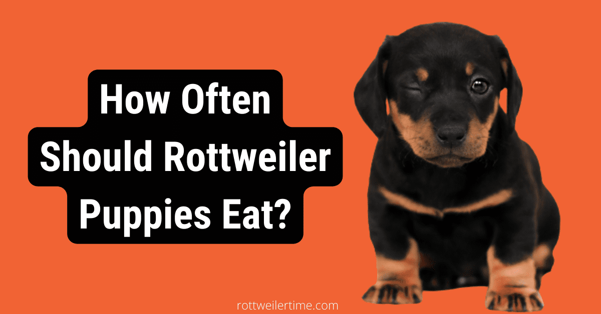 How Often Should Rottweiler Puppies Eat | The Brief Guide