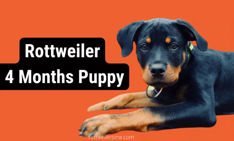 Rottweiler 4 Months Puppy