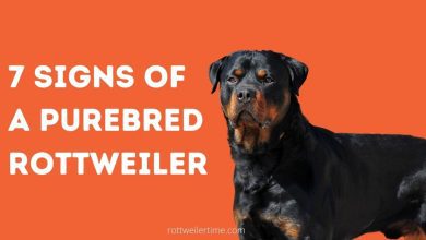 7 Signs Of A Purebred Rottweiler
