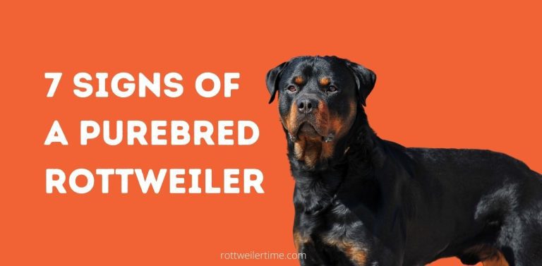 7 Signs Of A Purebred Rottweiler