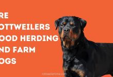 Are Rottweilers Good Herding and Farm Dogs