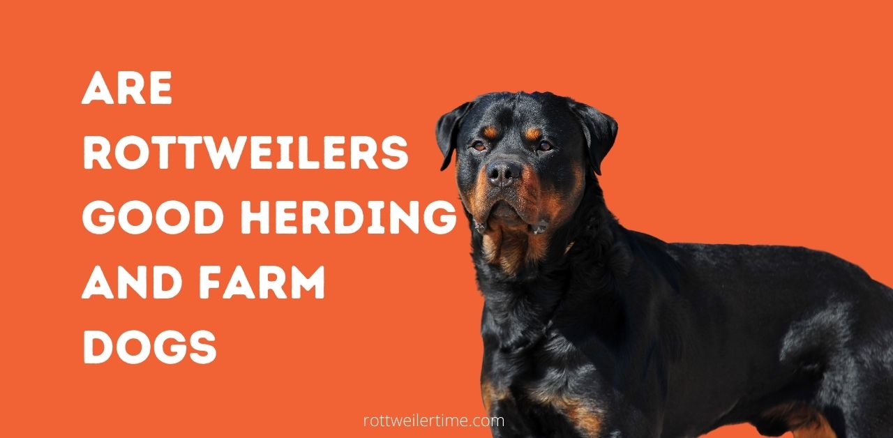 Are Rottweilers Good Herding and Farm Dogs