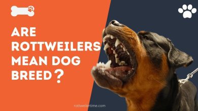 Are Rottweilers mean dog breed