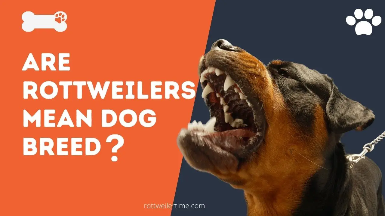Are Rottweilers mean dog breed