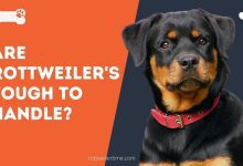 Are Rottweiler's tough to handle