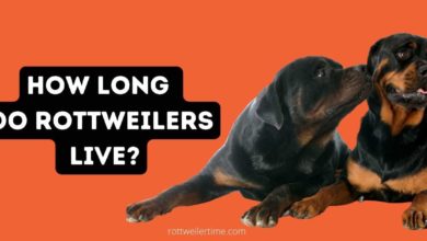 How Long Do Rottweilers Live?